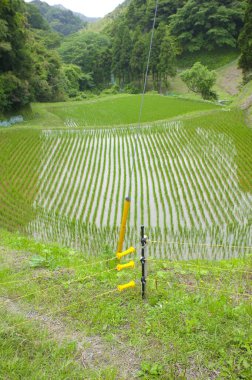 Japonya 'daki Japon pirinç tarlası.