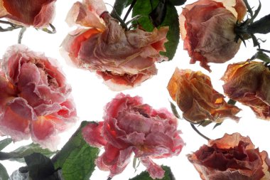 kırmızı ve pembe kuru güller