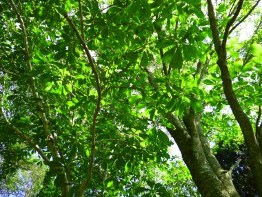 Parktaki ağaçta güzel yeşil yapraklar