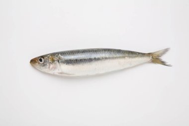 Beyaz arkaplanda taze balık