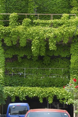 duvarda yeşil sarmaşık