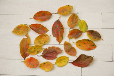 Ahşap arka planda sonbahar yaprakları