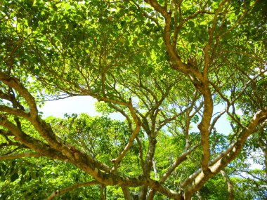 büyük ve güzel bir ağaç