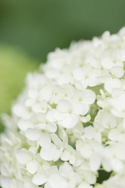 Güzel çiçekler, yakın görüş, doğa konsepti.