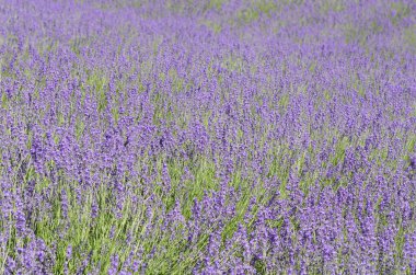 Yaz tarlasında lavanta çiçekleri. Doğa