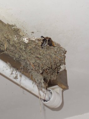 Çamur kırlangıcı yuvası tavana yakın beyaz borunun üstünde