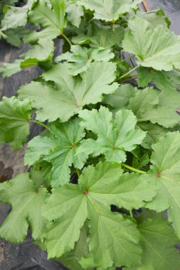 Bahçesinde yeşil yapraklar olan genç bitkileri kapatın.    