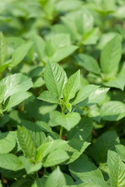 Bahçedeki genç bitki