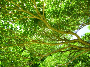 Parkta güzel yeşil yapraklar