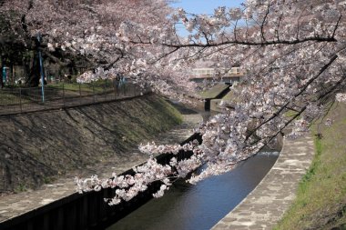Japonya 'da kiraz çiçekleri, Tokyo