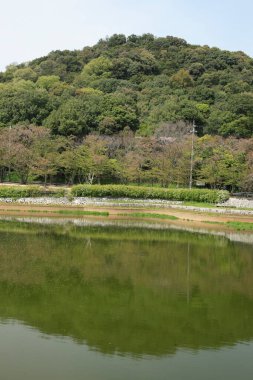 Ormandaki nehrin güzel manzarası 