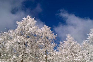 Güzel kış manzarası Ağaç toprağı ve karla kaplı ağaçlarla