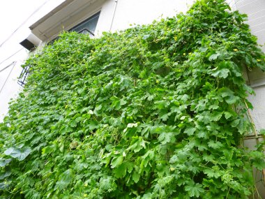 Ev duvarındaki yeşil sarmaşık yapraklarının düşük açılı görüntüsü