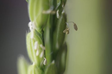 Taze yeşil çiçekli arka planda makro fotoğrafçılık