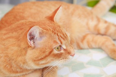 Sevimli kırmızı kedi kanepede yatıyor..