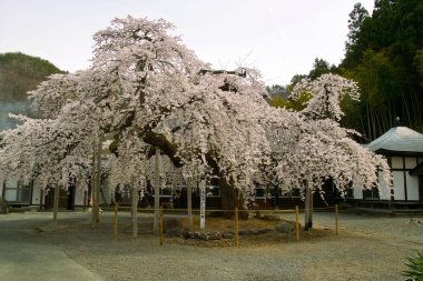 Kyoto 'da kiraz çiçeği, Japonya
