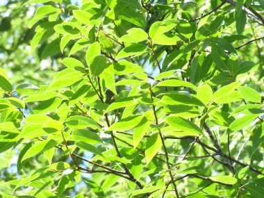 Ormanda yeşil yapraklar