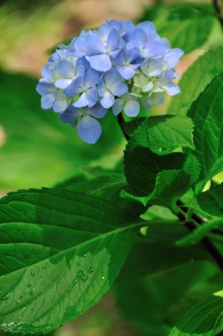 Bahçedeki mavi ortanca çiçekleri 