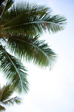 Tropik adadaki palmiye ağaçlarının manzarası, yaz tatili kavramı 