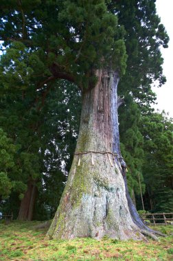 Japonya parkındaki eski büyük ağacın alçak açılı görüntüsü