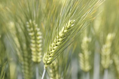 Güneşli bir yaz gününde buğday tarlası