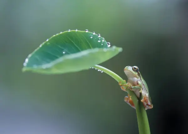 Doğal Arka Planda Güzel Kurbağanın Yakın Plan Çekimi — Stok fotoğraf