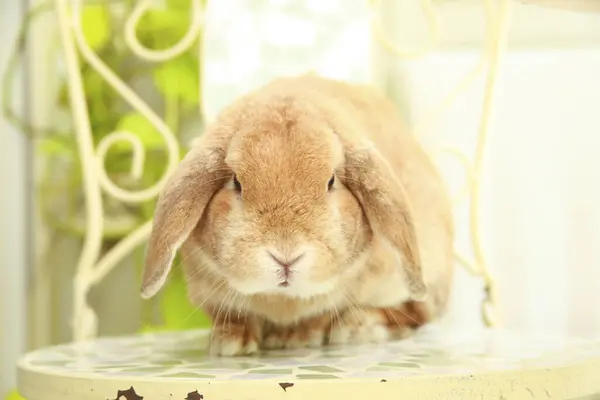 Nahaufnahme Von Niedlichen Braunen Kaninchen — Stockfoto