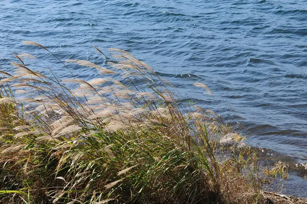 Piękny Widok Jezioro Rośliny Rosnące Brzegu Jeziora — Zdjęcie stockowe