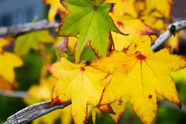 秋に黄色い葉が付いている木 — ストック写真