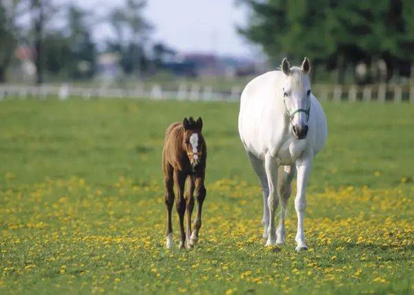 Hästar Grön Sommaräng Dagtid — Stockfoto