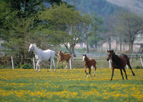 Vackra Hästar Betar Grönt Fält Gården — Stockfoto