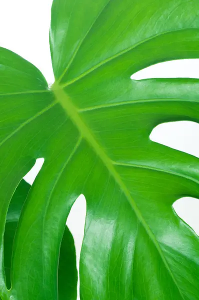 白い背景に緑のモンステラ植物 — ストック写真