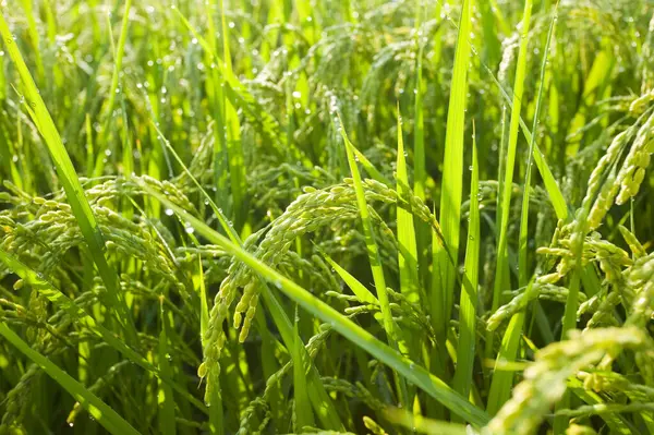 Reisfeld Mit Frischen Grünen Pflanzen Nahaufnahme — Stockfoto