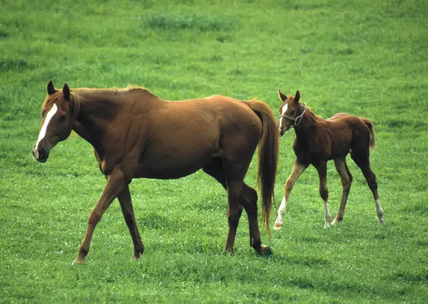 Konie Pasą Się Zielonym Polu Słoneczny Poranek — Zdjęcie stockowe