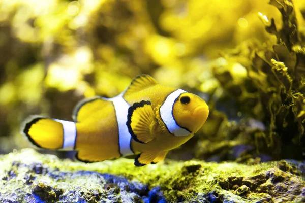 Yellow Fish Water — Stock Photo, Image