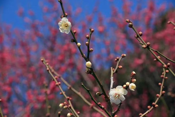 Άνθη Κερασιάς Την Άνοιξη — Φωτογραφία Αρχείου