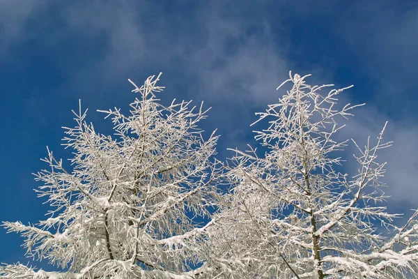 Prachtig Winterlandschap Met Bomen Bedekt Met Vorst Sneeuw — Stockfoto