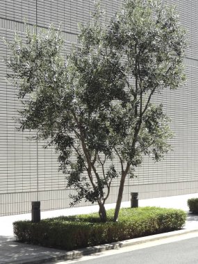 Şehrin modern binasının yakınında büyüyen yeşil ağaçlar. 