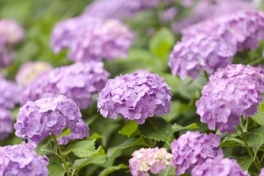 Bahar bahçesinde güzel pembe ortanca çiçekleri      