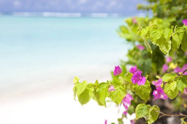 güzel tropikal plaj arka plan manzarası 