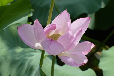 Arkadaki gölde nilüfer çiçekleri