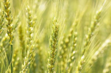 Bulanık arkaplanı olan yeşil buğday, yakın plan