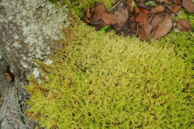 Ağaçtaki yeşil yosun