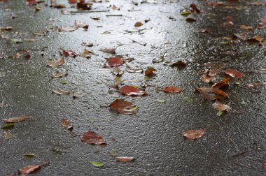 Sonbahar parkında ıslak asfalta düşen yapraklar.