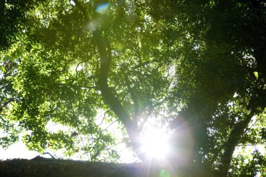 Ormanda su ışınları olan yeşil ağaçlar 