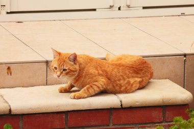 Gündüz vakti sevimli kedilerin açık hava çekimi. 