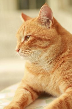 Sarı gözlü kırmızı kedi yerde yatıyor.