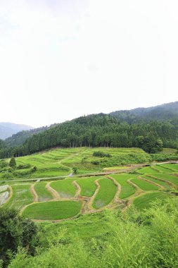 Dağlarda pirinç tarlası