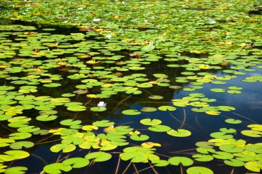 Çiçekli gölet ve yapraklı zambaklar. 