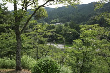 Yeşil bir ormanın güzel manzarası